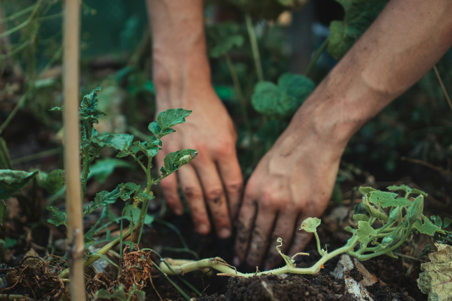 Cultivo agroecológico conduzido por produtores do Riacho Doce